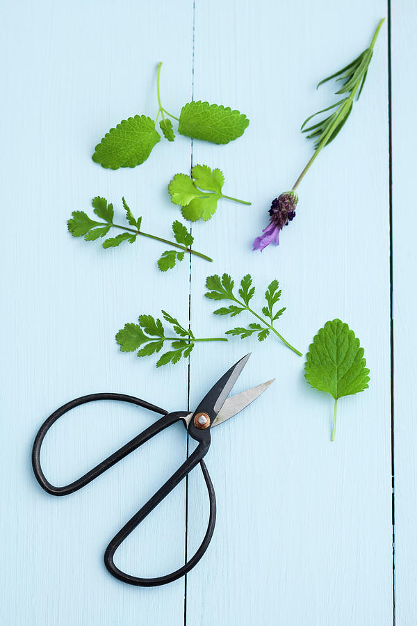 Mint, Lavender, Coriander And Scissors Photograph by Westend61