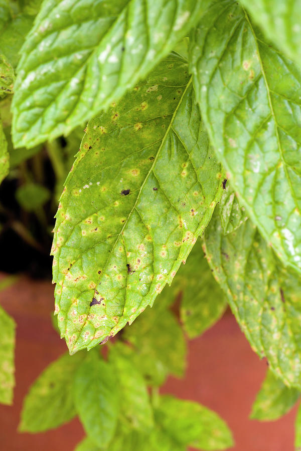 Mint Rust Photograph by Geoff Kidd/science Photo Library