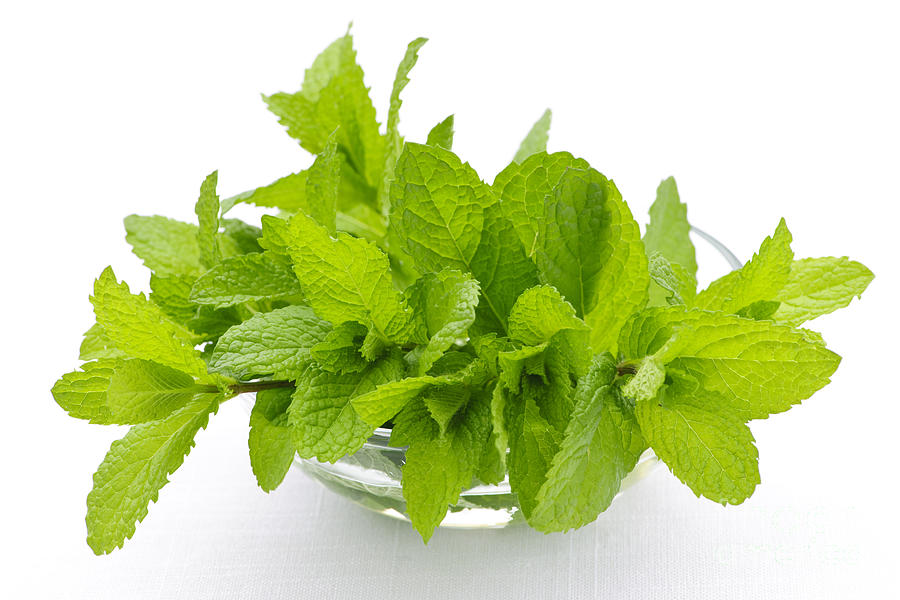 Mint sprigs in bowl Photograph by Elena Elisseeva
