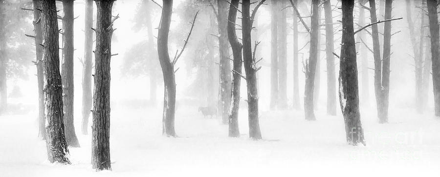Winter Photograph - Minus Five by Janet Burdon