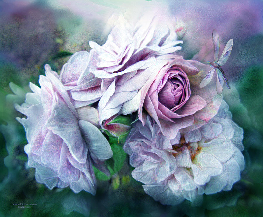 Miracle Of A Rose - Lavender Mixed Media by Carol Cavalaris
