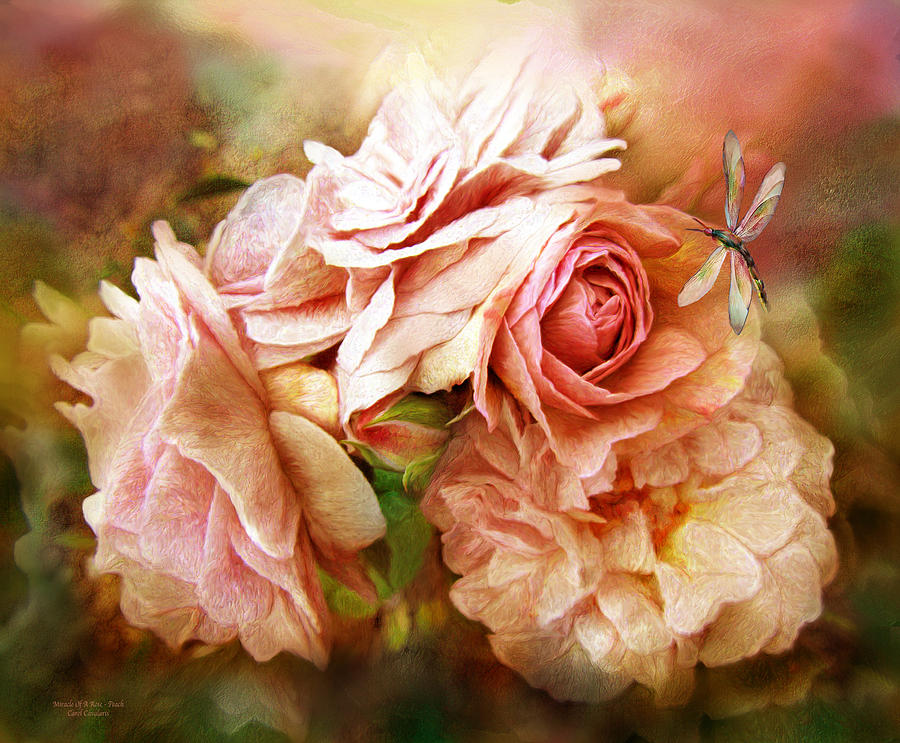Miracle Of A Rose - Peach Mixed Media by Carol Cavalaris