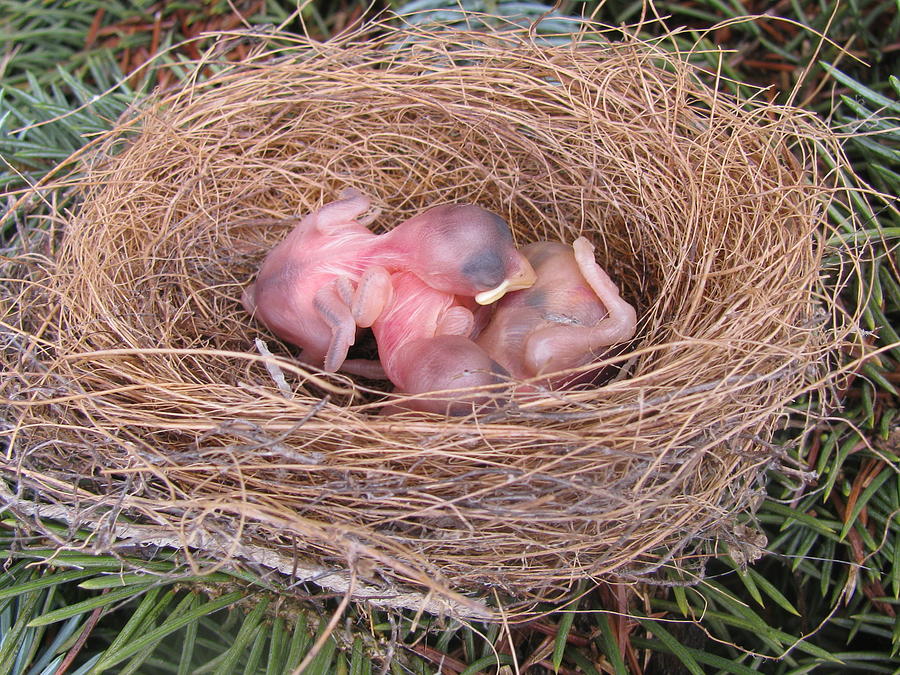 Bird Photograph - Miracle of Birth _ Baby Robins by Margaret Newcomb