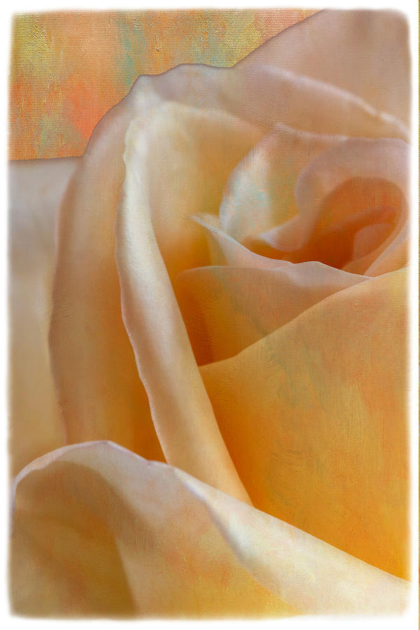 Orchid Photograph - Mirage Rose by Linda Dunn