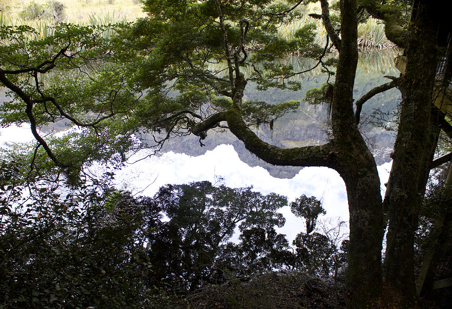Tree Photograph - Mirror Lakes New Zealand by Venetia Featherstone-Witty