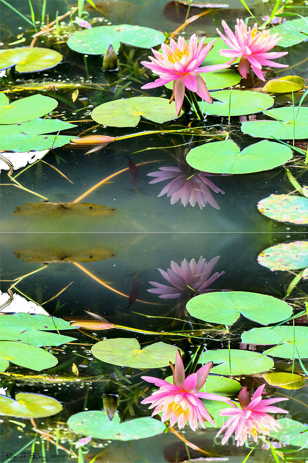 Mirror Lotus Painting