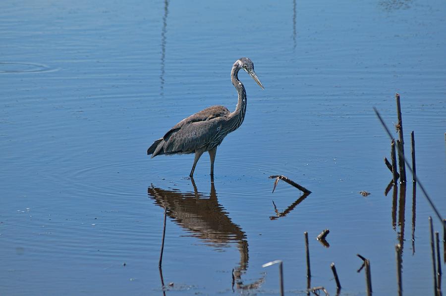 Mirror Mirror Photograph by Lanis Rossi - Pixels