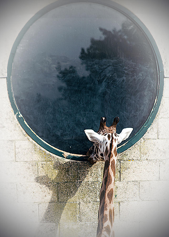 Mirror Mirror On The Wall Photograph by Linsey Williams