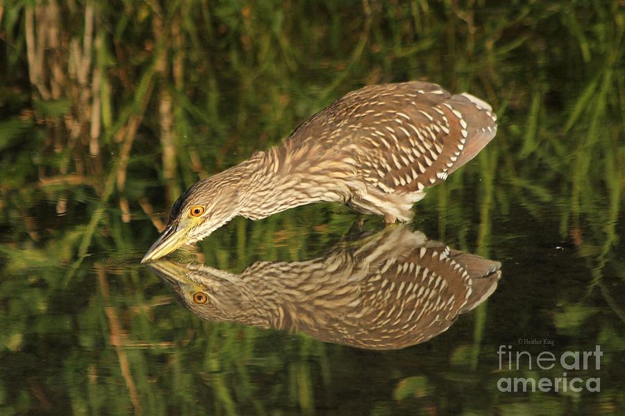Nature Photograph - Mirror mirror on the wall who is the fairest heron of all by Heather King