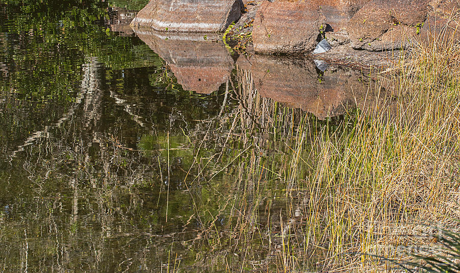 Mirror On The Pond Photograph by Arlene Carmel