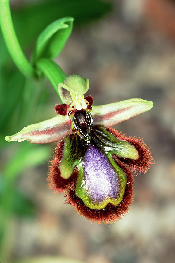 Mirror Orchid Flower Photograph by Paul Harcourt Davies/science Photo ...