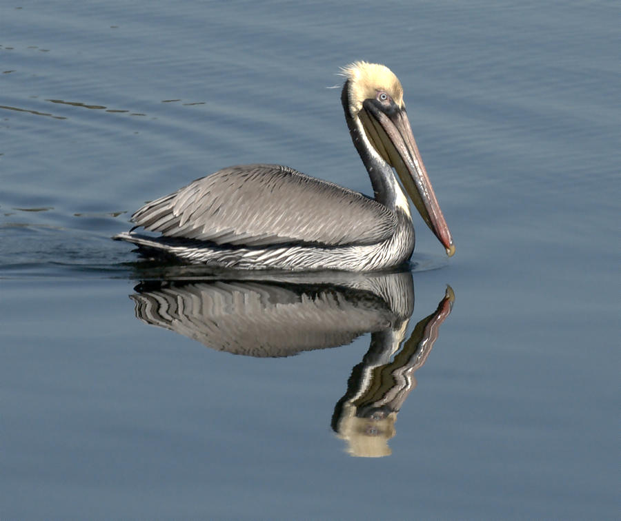 Mirror Pelican Photograph by Wesley Elsberry