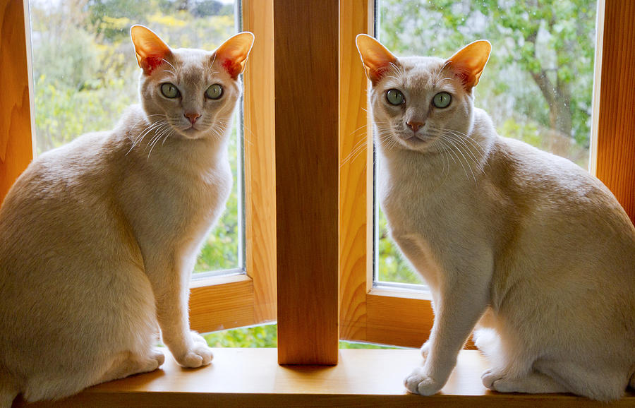 Mirrored cats Photograph by Jenny Setchell