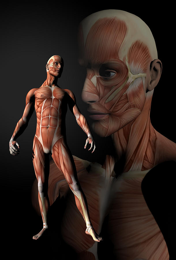 Chiropractor Digital Art - Misc. Anatomy Images by Joseph Ventura
