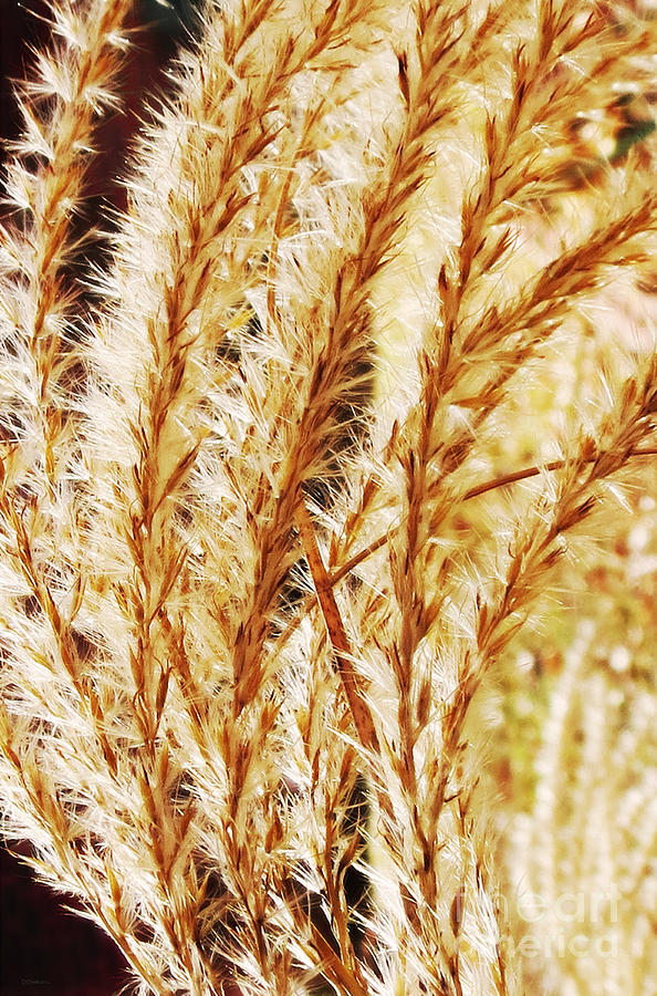 Miscanthus Grass Plume Photograph by Deborah Smith