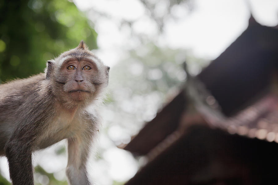 Mischevious Macaques Monkeys In The Photograph by William Tang / Design Pics