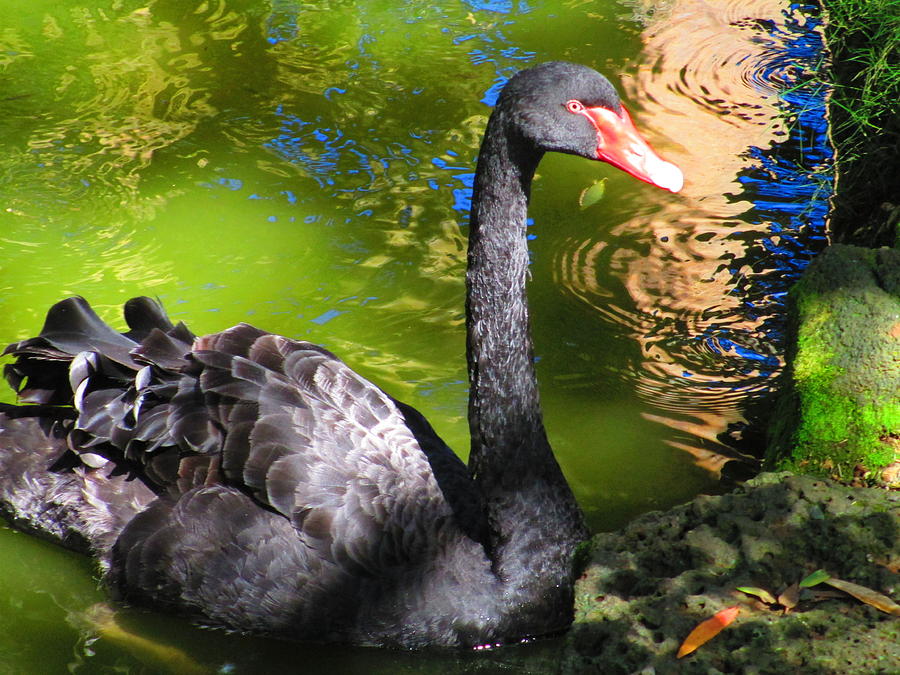 Miss Black Swan Photograph