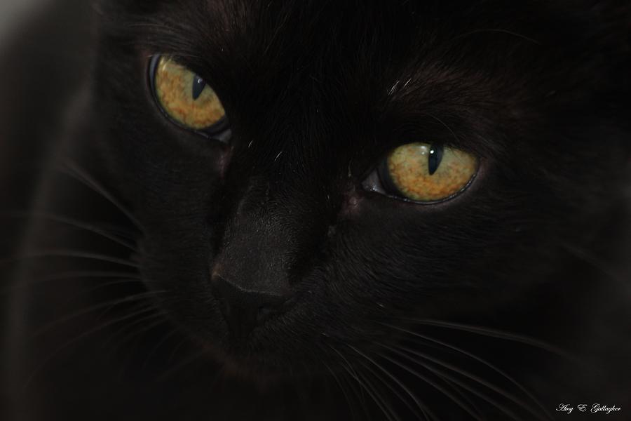 Miss Golden Eyes  Photograph by Amy Gallagher