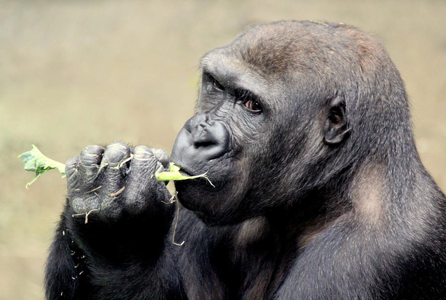 Gorilla Photograph - Miss Gorilla by Rosanne Jordan