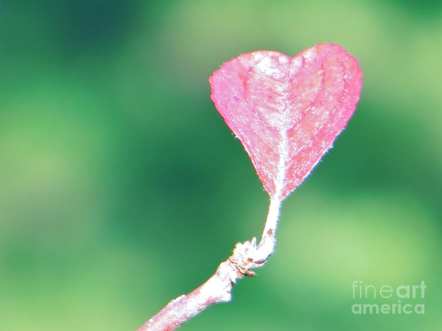 Miss Lonely Heart Photograph By Joy Hardee