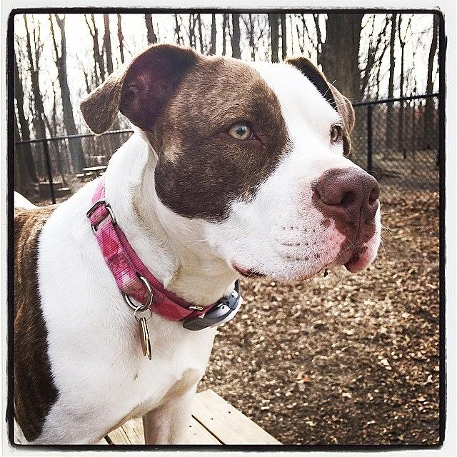 Pitbull Photograph - Miss Lucy At The Dog Park #lucydog by Jillian Reynolds