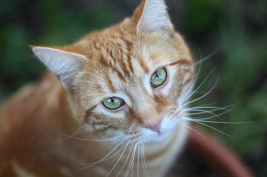 Cat Photograph - Miss Lucy McGillicuddy by Melanie Lankford Photography