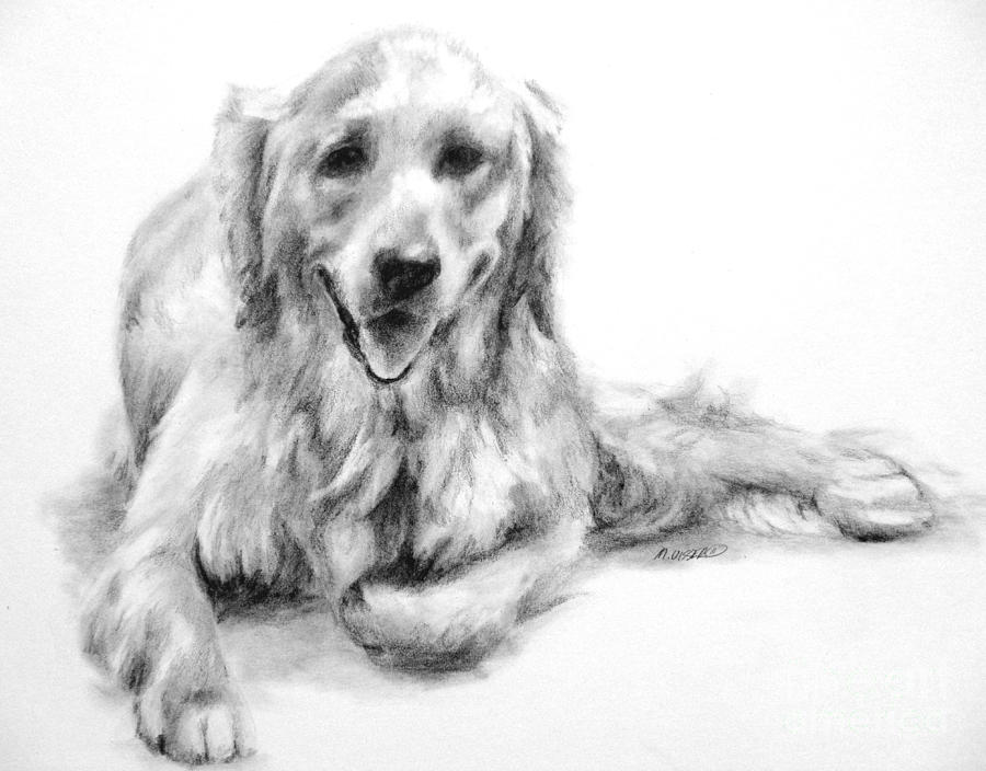 Dog Drawing - Miss Maddie  by Meagan  Visser
