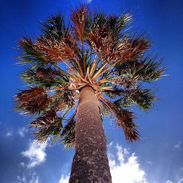 Up Movie Photograph - Up the Palm Tree by Jonell Witkowski