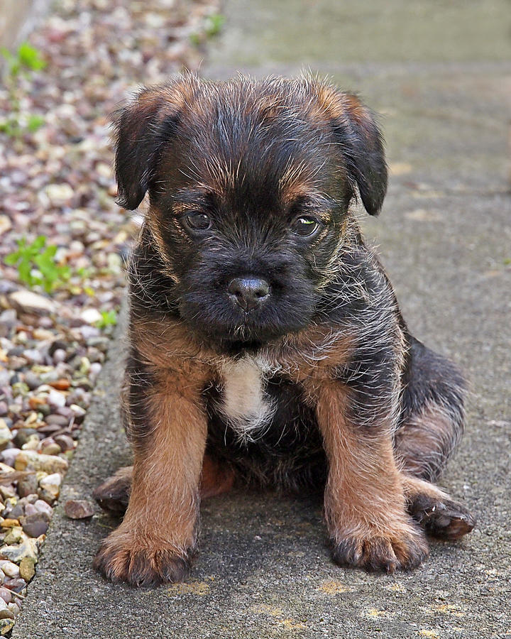 Miss You - Border Terrier Puppy Photograph by Gill Billington