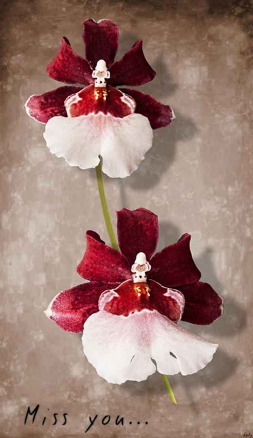 Orchid Photograph - Miss you by Weston Westmoreland