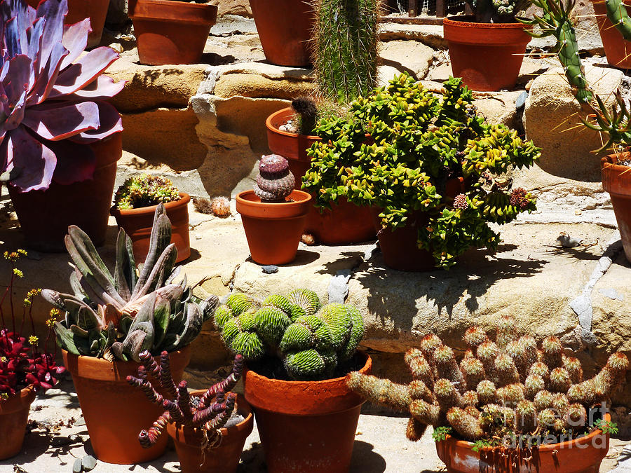 Cactus Garden Photograph - Mission Cactus Garden by Two Hivelys
