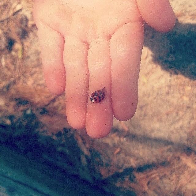 Ladybug Photograph - Mission Complete! They Found A #ladybug by Brandy Meza