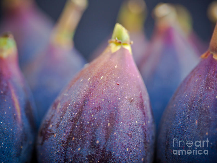 Mission Fig Army by Patricia Bainter Mission Fig Army by Patricia Bainter