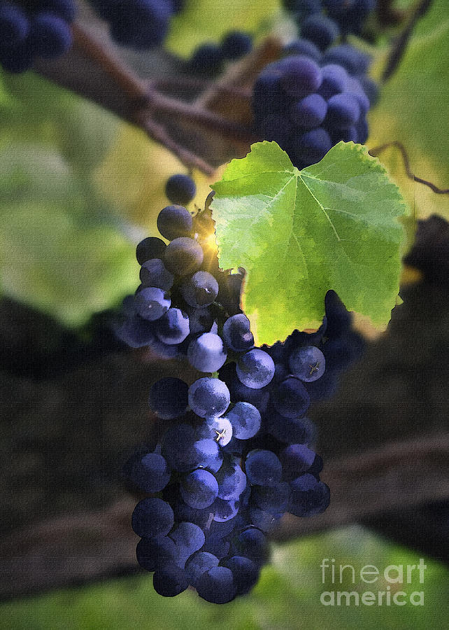 Mission Grapes II Digital Art by Sharon Foster