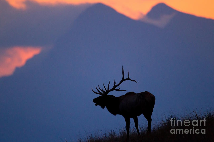 Mission Mountain Elk Photograph by Aaron Whittemore