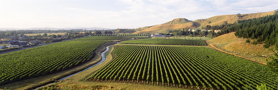 Farm Photograph - Mission Vineyard, Hawkes Bay North by Panoramic Images