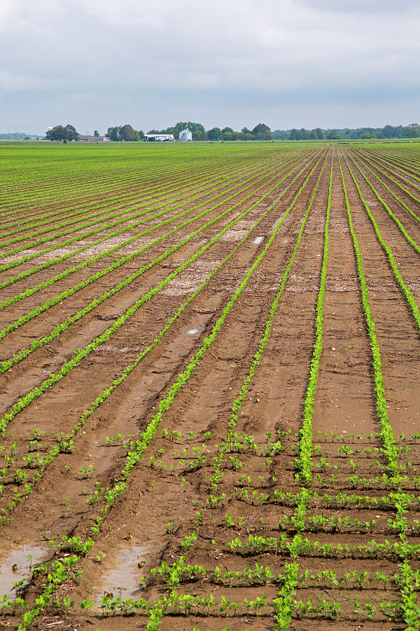 Spring Photograph - Mississippi Delta Farmland by Jim West