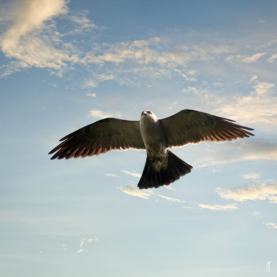 Mississippi Kite Hawk - 06.05.2014 Photograph by Jai Johnson