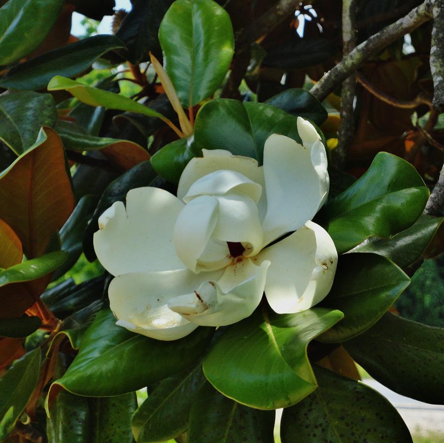 Magnolia Movie Photograph - Mississippi Magnolia by Janice Bennett