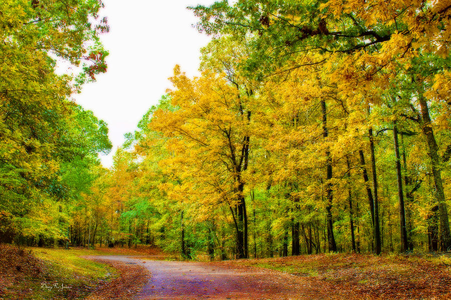 Woodland - Path - Landscape - Mississippi Outdoors Photograph by Barry Jones