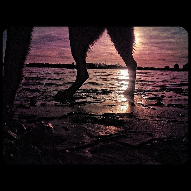 Magic Photograph - Mississippi Wolf Feet by Melisa Cardona