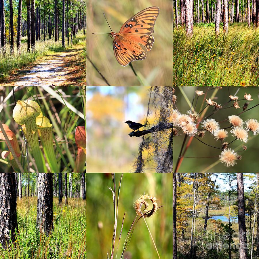 Mississippi Woods Collage Photograph