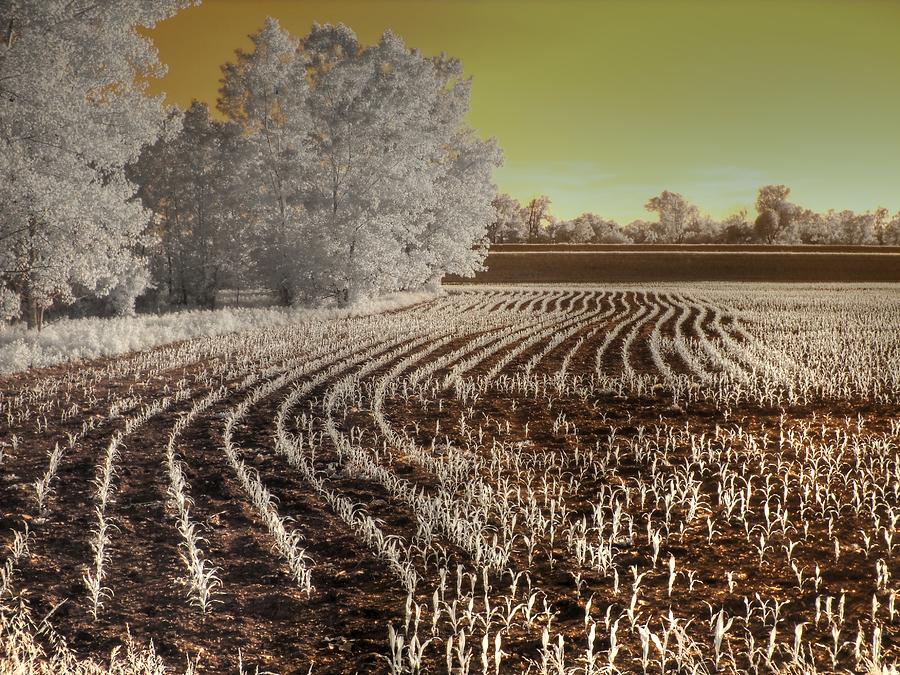 Missouri Corn Field Photograph by Jane Linders
