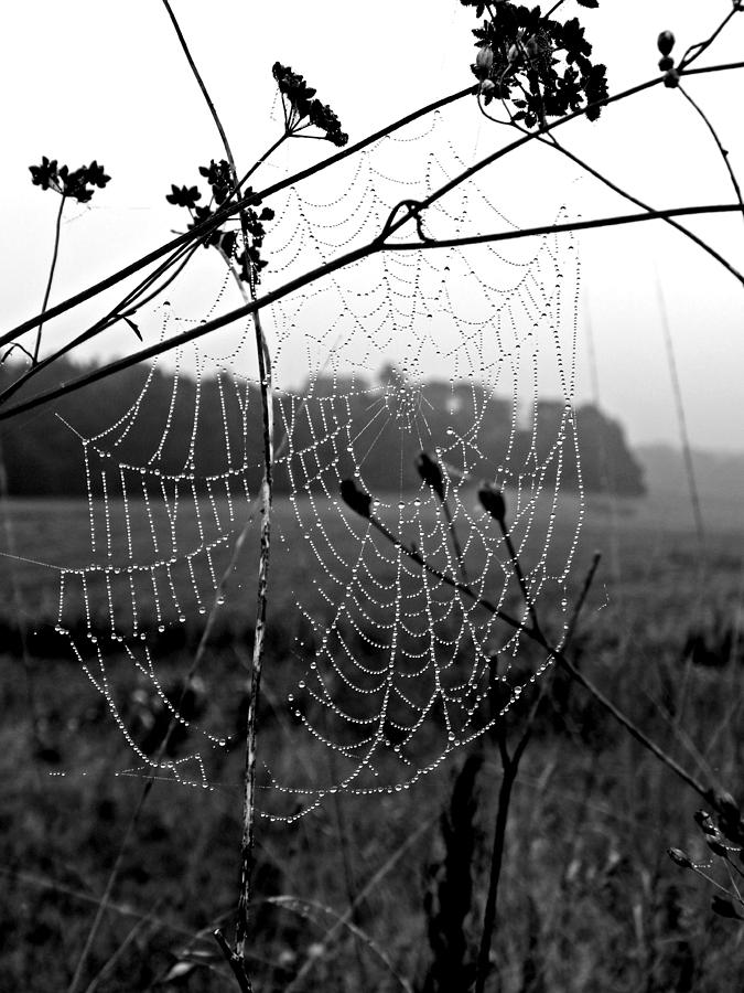 Spider Photograph - Mist Caught On Web by Maria Lamb