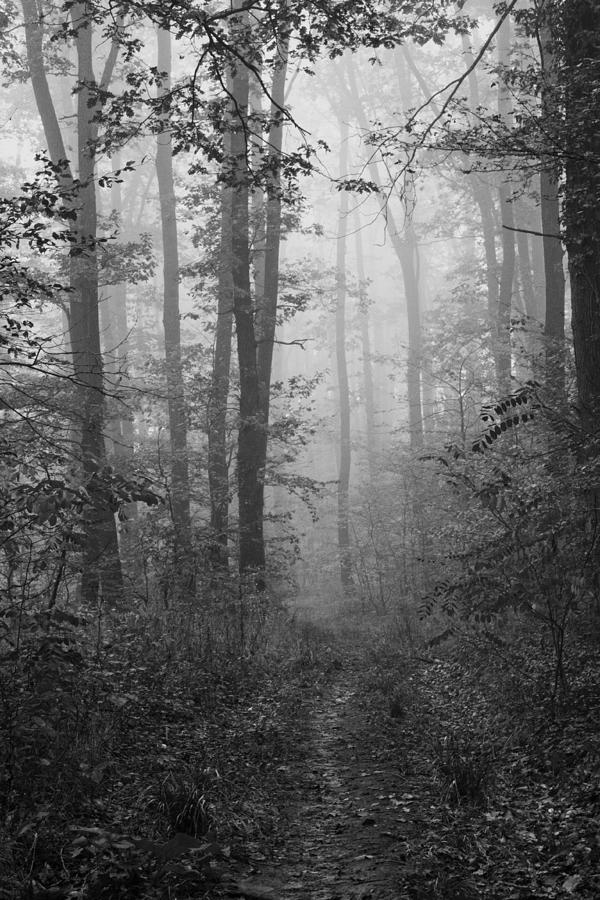 Mist Photograph by Daniel Csoka