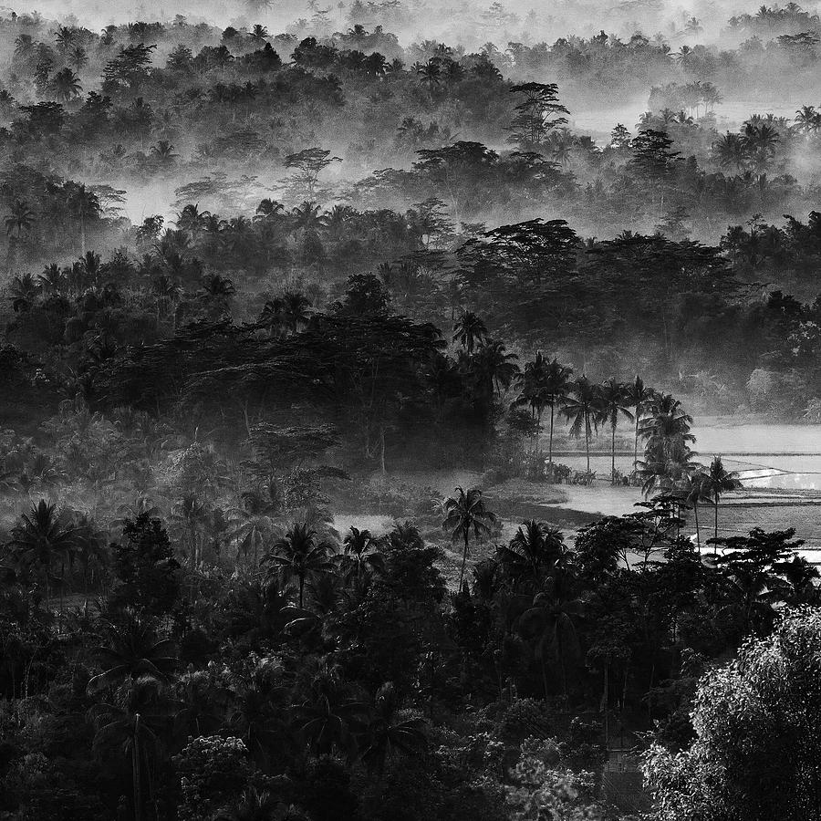 Jungle Photograph - .....mist In The Morning..... by Johanes Januar