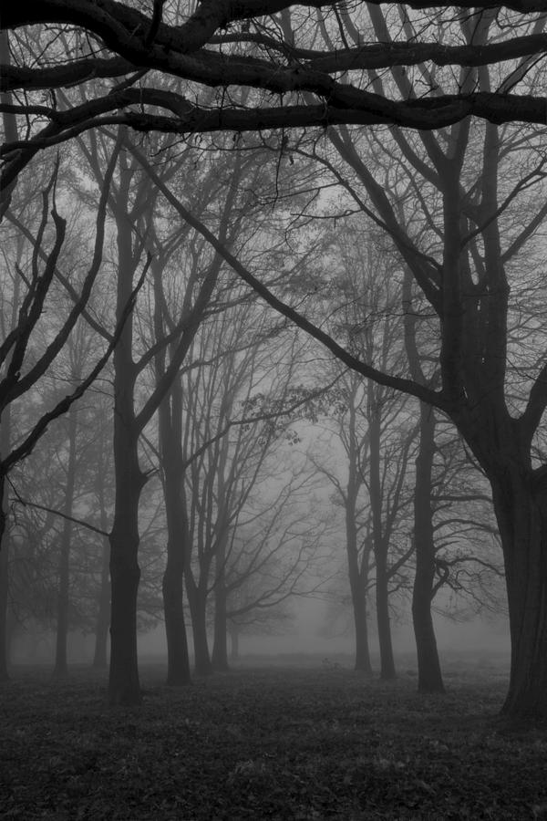 Mist in the Park Photograph by Maj Seda