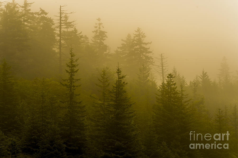 Mist in the Pine Trees Photograph by Thomas R Fletcher