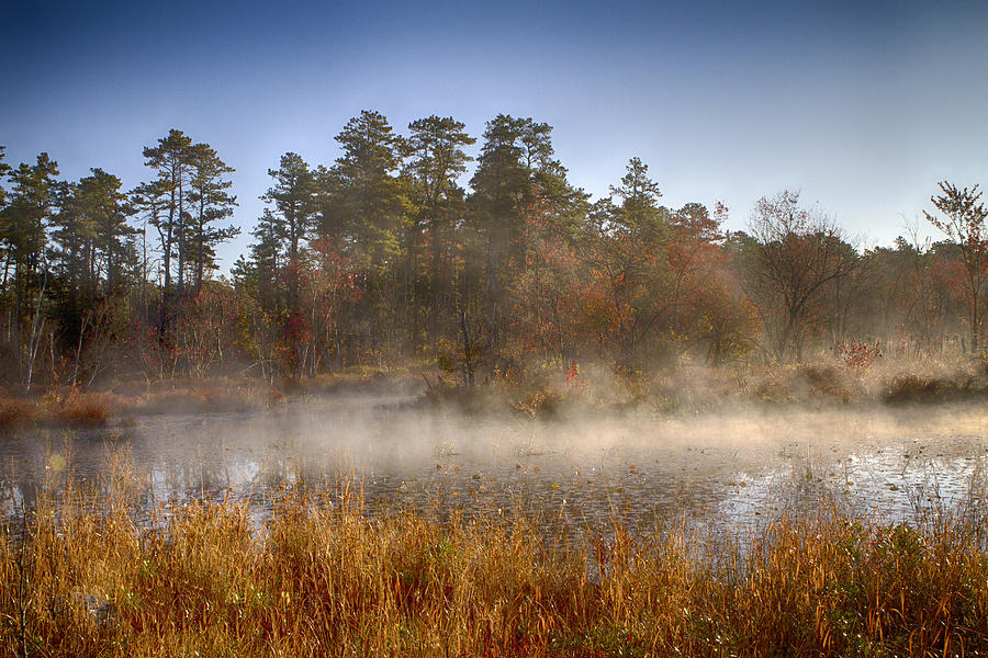 Tree Photograph - Mist in the Pines by Season Bonner