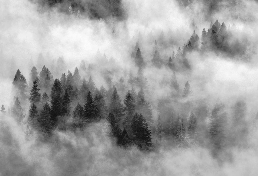 Mist in the trees Photograph by Link Jackson